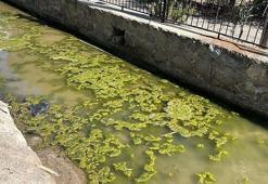 Bodrum'da iki derede kirlilik