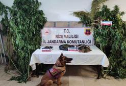 Rize'de uyuşturucu bilançosu; 198 operasyon, 13 tutuklama