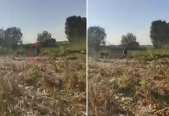 Mısır tarlasına zarar veren ayıyı kovaladı