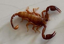 Keşfettiği akrep türüne eşinin ismini verdi