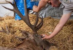 Fabrikanın bahçesinde bulunan yaralı geyik tüfekle vurulmuş