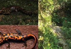 Çin'de yeni bir kurbağa türü keşfedildi