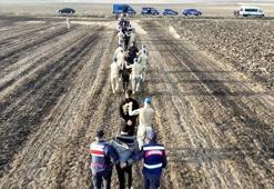 Jandarmadan kaçan göçmenler tarlada yakalandı