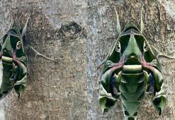 Giresun'da, 'Askeri kamuflaj desenli mekik kelebeği' görüntülendi