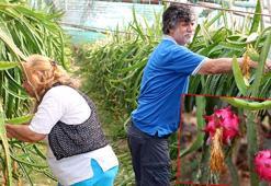 Emekli öğretmen çift, ejder meyvesi üretiminde öncü
