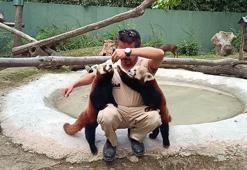 Sibirya kaplanı 'Victor' ve kızıl panda 'Bambi', 4 bin kilometre uzaklıktan gelen eşleriyle buluştu