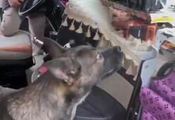 TIR’daki uyuşturucuyu, narkotik köpeği ‘Rita’ buldu