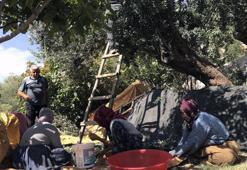 Derik'in coğrafi işaretli ve ödüllü zeytininde hasat başladı