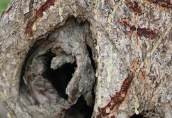 Çeşme'den sakız damlayacak