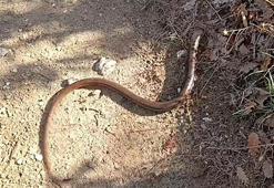 Doğa yürüyüşçüleri, patikada gördükleri oluklu kertenkeleyi görüntüledi