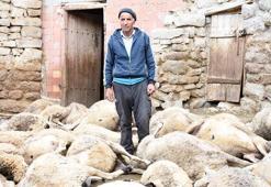 Köye inen kurt, 66 küçükbaşı öldürdü