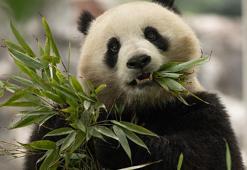 Çin’den ABD’ye iki yeni panda gönderiliyor
