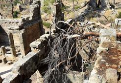 Büyük Manavgat yangınında zarar gören ağaçlar, antik yapıların üzerine devrildi