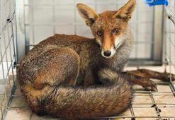 Yaralı tilki, tedavisinin ardından doğaya bırakıldı