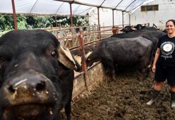 İş bulamayınca kurduğu manda çiftliğinin patronu oldu