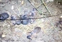 Anız yangınında alevlerin arasında kalan yavru köpekleri itfaiye kurtardı