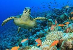 WWF: Dünya yaban hayatı popülasyonu son 50 yılda yüzde 73’lük bir düşüş yaşadı