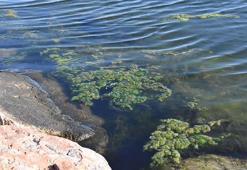 İzmir Körfezi kıyısı, deniz yosunlarıyla yeşile büründü