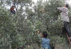 Hatay’ın meşhur halhallı zeytininde hasat dönemi