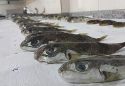 Bilim insanlarından balon balığı araştırması; Zehri sonbahar ve kışın en yüksek düzeye çıkıyor