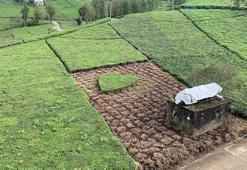 Eşine jest yaptı, bahçede çayı ‘kalp’li budadı