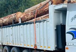 Bolu’da ormanda 1000 ağacın kaçak kesildiği iddiasıyla soruşturma