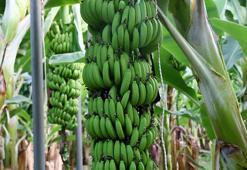 Örtüaltına geçişle muz üretimi 12 aya yayıldı