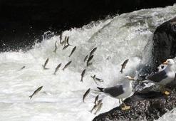 Van Gölü tarandı; inci kefali stoku azalıyor
