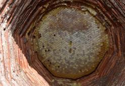 Bitlis’te kara kovan balının hasadı başladı