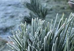 Ardahan’da soğuk hava ve kırağı etkili oldu