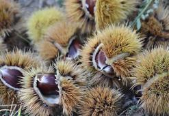 Organik kestanede ilk hasat