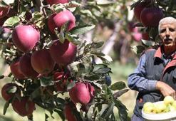 Hobi olarak başladı, 4 dönümde 7 ton elma hasadı yaptı