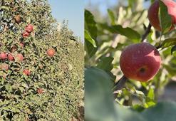 Elma üretiminde lider Çin'de, geçen yıl yüzde 4,3'lük ürün artışı