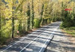 Ağaç tünel yolda sonbahar güzelliği