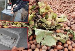 Fındık zararlısı böceğe karşı 'çay lifli odun sirkesi' formülü