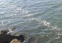 Akdeniz’de ‘köpüklenme’ uyarısı