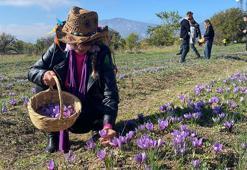 Safranbolu'ya ismini veren safranda hasat başladı
