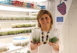 Prof. Dr. Kafkas: Türkiye, 'süper besin' mavi yemişi 7 bölgede üretme potansiyeline sahip