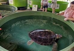 Deniz kaplumbağalarını tekneler ve balıkçı ağları öldürüyor