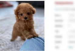 Köpeği boyayıp satan 2 kişiye dolandırıcılık davası