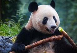 Belçika'daki panda yavruları Çin'e dönüyor