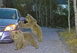 Aç kalan ayılar yiyecek için araçlara saldırıyor