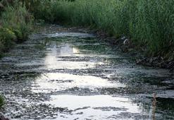 Düden Çayı'nın 'zehirli' suyu, seralardaki mahsulü kuruttu