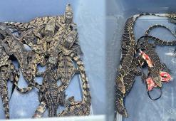 Kaçak yollarla yurda getirilen timsah ve varanlara el konuldu