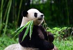 Hong Kong'a hediye edilen pandalar karantinadan çıktı