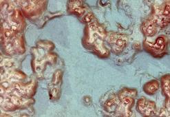 Meksika'da Mayalardan kalma şehrin kalıntıları bulundu