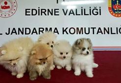 Edirne'de yurt dışından kaçak sokulan 5 cins yavru köpek ele geçirildi