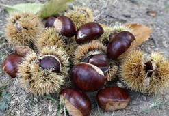 Asırlık ağaçlardan kestane hasadı
