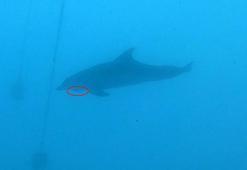 Yunus, balıkçıların sahte yemine takıldı