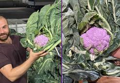 Hale gelen kamyondaki mor karnabahar ilgi çekti